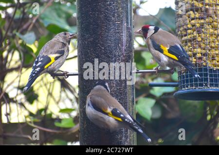 Des goldfinches européens mangeant des graines du niger de mangeoires d'oiseaux de jardin britanniques Le jeune a le visage Uni plutôt que le corps gris rouge noir et des bandes d'aile jaunes Banque D'Images