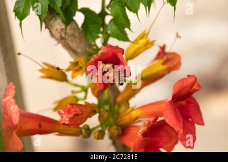 La trompette orange Creeper fleurit avec une abeille volante vers elle Banque D'Images