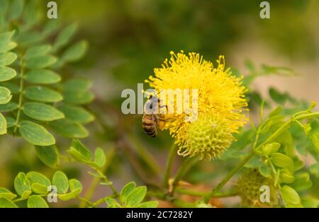 Gros plan d'une abeille sur le flowerball jaune sur un arbre de plomb de Goldenball Banque D'Images