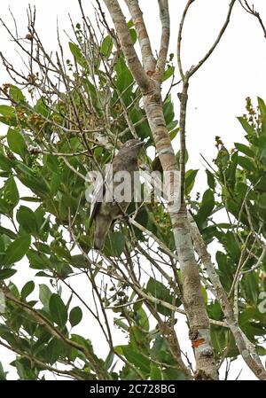 Pompadour Cotinga (Xipholena punicea) adulte femelle perchée sur la branche Cano Carbon, Inirida, Columbia novembre Banque D'Images