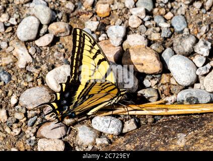 Grand papillon jaune monarque; monarque; Danaus plexippus; papillon en laitque. Banque D'Images