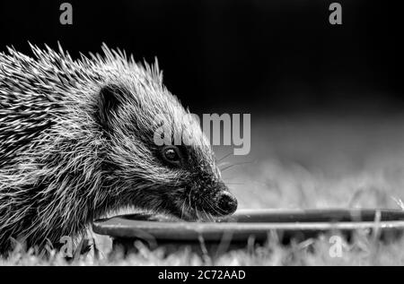 Bébé guéri (Erinaceinae) sur l'herbe dans la journée Banque D'Images