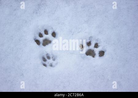 Le chat suit dans la neige, chasse l'hiver, chaton d'animal de compagnie Banque D'Images