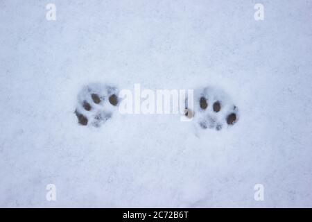 Le chat suit dans la neige, chasse l'hiver, chaton d'animal de compagnie Banque D'Images