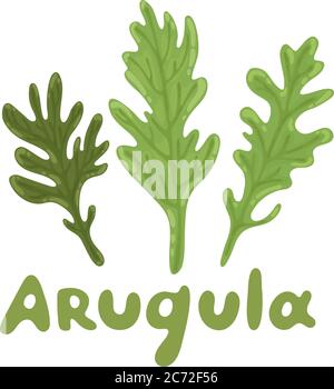 Feuilles de ruccola. Ensemble de salade de roquette ou de roquette. Nature biologique symbole légume de l'arugula, ingrédient d'épices. Concept de saine alimentation, mode de vie. Vecteur Illustration de Vecteur