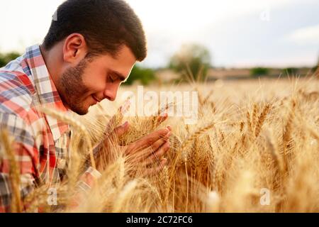 Fermier souriant tenant et sentant un tas d'oreilles de blé mûr cultivé entre les mains. Agronome examinant la récolte de céréales avant de la récolter au lever du soleil Banque D'Images