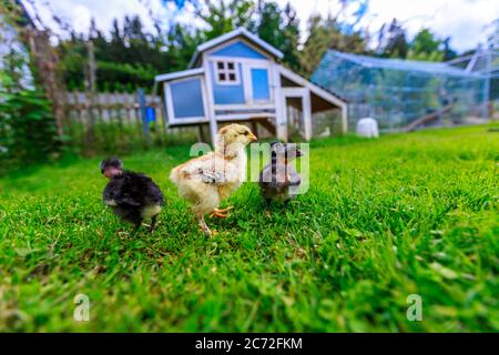 Trois petits poussins devant une maison de poulet bleue Banque D'Images