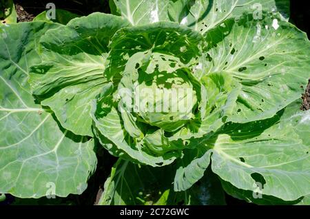 Chou poussant dans le jardin montrant des dommages de vers de l'anse de chou et autres dégâts causés par les insectes cultivés de manière organique Banque D'Images