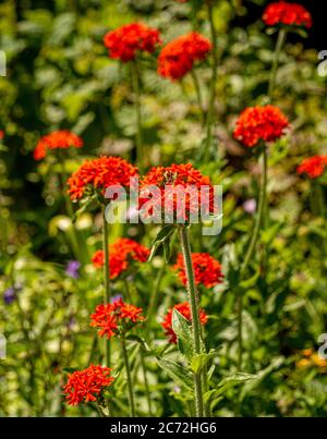 Fleurs orange-rouge de Lychnis chalcedica 'Croix Rouge'. Également connu comme la croix maltaise ou la croix de Jérusalem. Banque D'Images