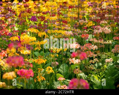 Candelabra Primula poussant dans un jardin. Banque D'Images