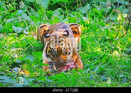 Tigre du Bengale, Tigris Panthera, manger Banque D'Images