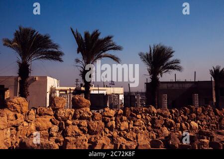 Palmiers, la mer Morte Scrolls Israel. Banque D'Images