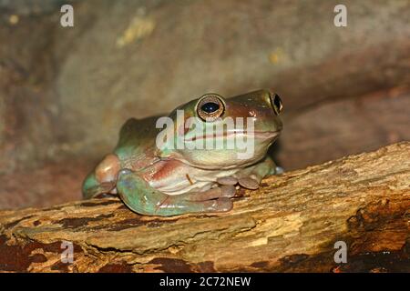 Grenouille d'arbre vert australien - Litoria caerulea Banque D'Images