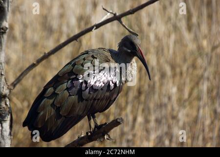 Hadeda Ibis Bird perchée sur la branche (Bostrychia hagedash) Banque D'Images