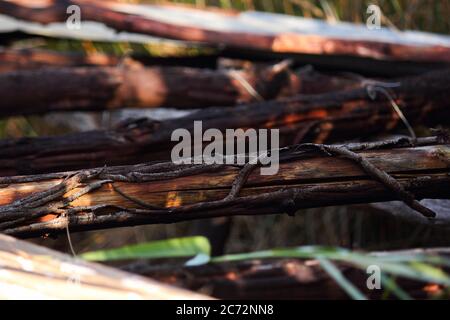 Écorces de la tige en bois abîmé Banque D'Images