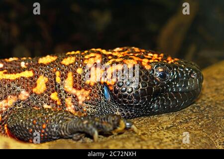 Gila Monster, originaire du sud de l'Arizona, aux États-Unis Banque D'Images