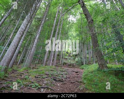 Arbres sur un mur de rocape et une pente de montagne raide Banque D'Images