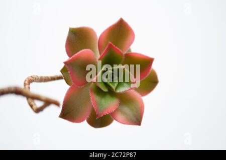 La rosette succulente de la plante Aeonium Kiwi se ferme sur fond blanc Banque D'Images