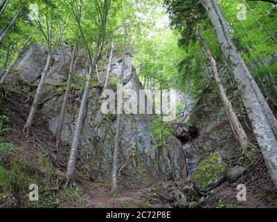 Arbres sur un mur de rocape et une pente de montagne raide Banque D'Images
