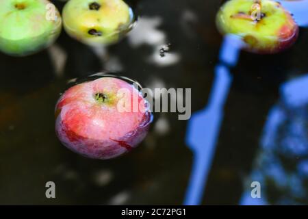 Des pommes rouges fraîches flottent sur de l'eau dans un récipient Banque D'Images