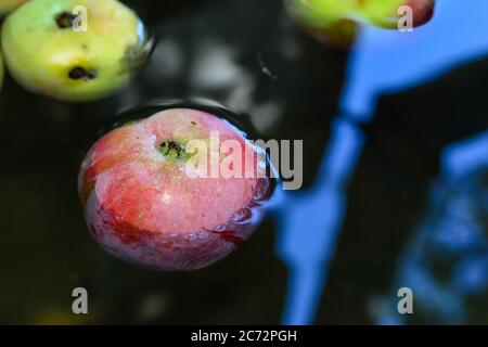 Des pommes rouges fraîches flottent sur de l'eau dans un récipient Banque D'Images