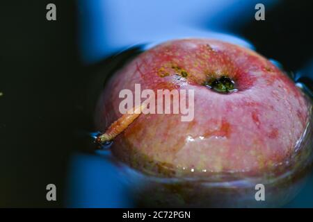 Des pommes rouges fraîches flottent sur de l'eau dans un récipient Banque D'Images