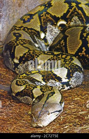 Serpent python Banque D'Images