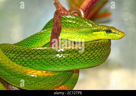 Serpent vert de rat à queue rouge, Gonyosoma oxycephalum Banque D'Images