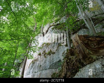 Arbres sur un mur de rocape et une pente de montagne raide Banque D'Images