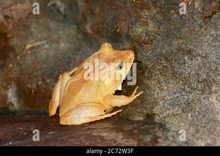 Camouflage de la grenouille des feuilles de l'île Salomon Banque D'Images