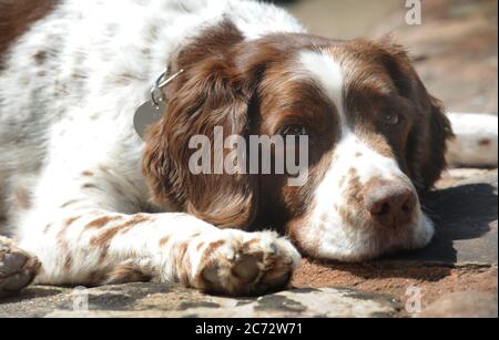 CHIEN SPIELEUR SPRINGER ÂGÉ REGARDANT FED VERS LE HAUT RE DOWN DANS LA BOUCHE ANIMAL SANTÉ EXERCICE PET CARE ETC UK Banque D'Images