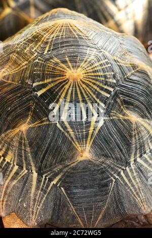 Motif carapace de tortue Banque D'Images