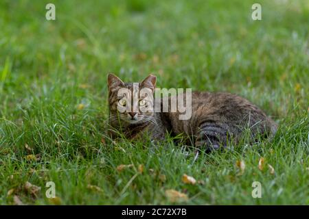 Chat tabby couché dans l'herbe en Turquie Banque D'Images