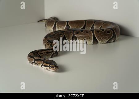 Serpent python royal sur fond blanc Banque D'Images