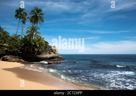 Plage sauvage des caraïbes, jungle brute plage de la forêt tropicale, Manzanillo Puerto Viejo Costa Rica, Amérique latine Centrale bleu ciel mer mer mer océan, manquer mai point Banque D'Images