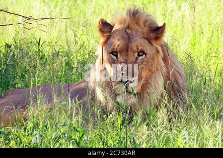 Un lion africain adulte sauvage (Panthera leo) qui se trouve dans les prairies de la saison humide en Namibie centrale. Banque D'Images