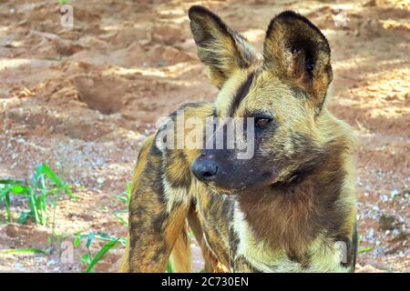 Un chien sauvage africain (Lycaon pictus), ou Loup peint, debout avec des oreilles piquées dans le désert de la saison humide de la réserve d'Erindi près d'Omaruru, Namibie. Banque D'Images