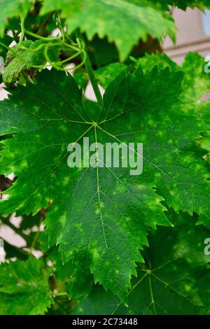 Gros plan d'une feuille de raisin touchée par le virus de la mosaïque du tabac (TMV). Le symptôme le plus notable de cette maladie est la mosaïque de la zone sombre et vert clair Banque D'Images