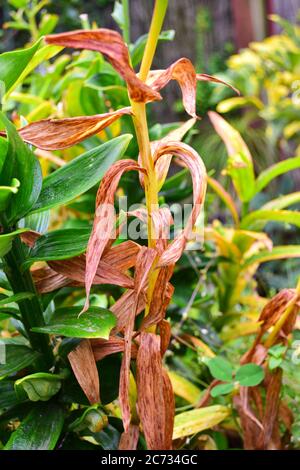 Gros plan d'une tige de plante de lis affectée par Botrytis. C'est la maladie la plus commune de plante de lis affectant les fleurs, les bourgeons, les feuilles, et les tiges. Banque D'Images