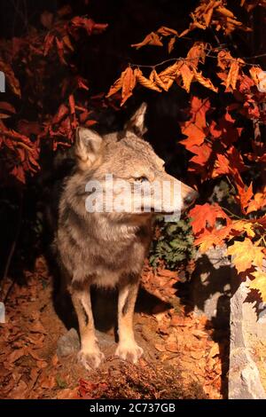 Loup italien pris par un photopiège Banque D'Images