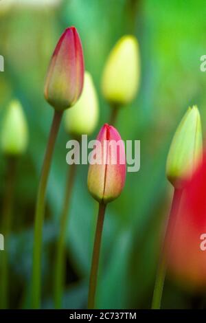 LES BOURGEONS ROUGES ET JAUNES DE TULIPE DES ANNÉES 1980 SONT SUR LE POINT D'OUVRIR LA FLEUR AU PRINTEMPS - REPRÉSENTATION DE 052863 LGA001 HARS Banque D'Images