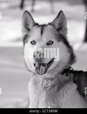 ANNÉES 1950 HEUREUX VISAGE ENTHOUSIASTE DE SLED ESKIMO UN MALAMUTE D'ALASKA CANIS LUPUS FAMILIARIS UNE RACE ARCTIQUE DE TYPE HUSKY REGARDANT LA CAMÉRA - D2642 HEL001 HARS ANCIENNE MODE Banque D'Images