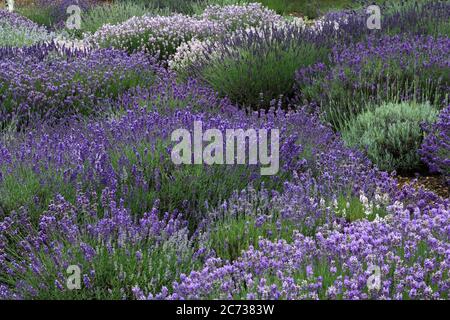 Lavande Garden, Norfolk Lavender, Heacham, Norfolk, diverses variétés de lavandes Banque D'Images