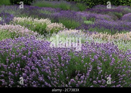 Lavande Garden, Norfolk Lavender, Heacham, Norfolk, diverses variétés de lavandes Banque D'Images