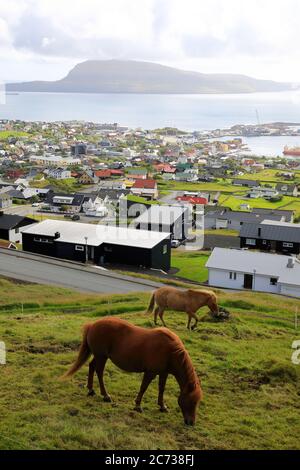 Chevaux sur le gazon en pente avec la vue de Torshavn et port en arrière-plan.Torshavn.Streymoy. Îles Féroé.territoire du Danemark Banque D'Images