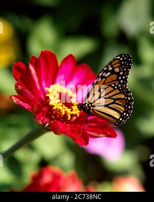 PAPILLON MONARQUE DES ANNÉES 1970 DANAUS PLEXIPPUS SUR ROSE PROFOND ZINNIA ELEGANS FLEUR INDIGÈNE AU MEXIQUE ORNEMENTAL AUX ÉTATS-UNIS - KI5895 VRE001 MIGRATION HARS COMMUNE À DES PAPILLONS CONCEPT MONARQUE CONCEPTUEL GROS PLAN ZINNIA DANAUS PLEXIPPUS FLUTTER MILKWEED SYMBOLIQUE COMMUNES CONCEPTS LEPIDOPTERA WANDERER FAUNE EMBLÉMATIQUE INVERTÉBRÉ ANNUEL VIEUX MODE REPRÉSENTATION Banque D'Images