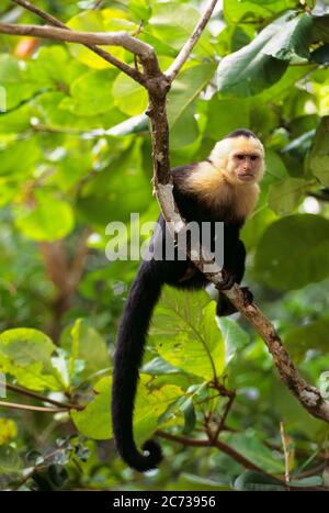 ANNÉES 1990 SIMPLE COLOMBIEN BLANC-FACE CAPUCHIN CEBUS CAPUCINUS MONKEY REGARDANT LA CAMÉRA ASSIS SUR L'ARBRE BRANCHE COSTA RICA - KR112681 ULR001 HARS ANCIEN MODE Banque D'Images