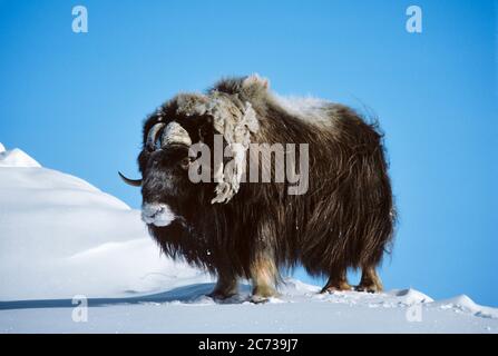 ANNÉES 1990 MUSC UNIQUE OX OVIBOS MOSCHATUS DEBOUT SUR LA NEIGE DANS L'ARCTIQUE DE L'ALASKA AU GROENLAND - KZ4009 ULR001 HARS XEN LIBRE HORN INDÉPENDANT ZOOLOGIE SURGÉLATION CONCEPTUELLE HOF SOLITAIRE ÉPAIS SHAGGY ARCTIC CIRCLE C MAMMIFÈRE À CAPUCHON SAISON OX FAUNE ALASKIENNE GROENLAND VELUE MONTAGNEUSE ODEUR ANCIENNE Banque D'Images