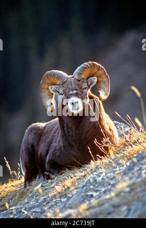 ANNÉES 1990 SINGLE BIGHORN RAM OVIS CANADENSIS COUCHÉ EN REGARDANT LA CAMÉRA MONTANA USA - KZ4378 ULR001 HARS VISIBILITÉ À CHEVAL ZOOLOGIE GROS PLAN SABOTS OVIS CANADENSIS CANADENSIS CURLING MAMMIFÈRE OVIS REGAL FAUNE BIGHORN RAM À L'ANCIENNE Banque D'Images