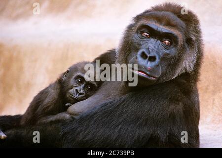 ANNÉES 1990 WESTERN LOWLAND GORILLA GORILLA GORILLA MÈRE BÉBÉ COUCHÉ SUR LA POITRINE REGARDANT LA CAMÉRA AFRIQUE CENTRALE - KZ5076 HFF002 HARS SAUVAGE CÉLÉBRATION PARENTING FORÊT SAINTETÉ NATURE HORIZONTALE COPIE ESPACE DEMI-LONGUEUR HUG APE BIENVEILLANT WESTERN EMBRASSANT L'OEIL DE REPOS CONTACT TÊTE SIMIENNE ET AVENTURE AIMANT GORILLA FORCE PUISSANTE PRIMAIRE ZOOLOGIE CONCEPTUELLE AFFECTUEUX REPOSANT AFRIQUE CENTRALE AFFECTION ENGAGEMENT DE L'ENFANCE GUINÉE ÉQUATORIALE GABON CROISSANCE PLAINE MAMMIFÈRES MÈRES NOURRIR REPOS ENSEMBLE FAUNE JEUNE À L'ANCIENNE Banque D'Images